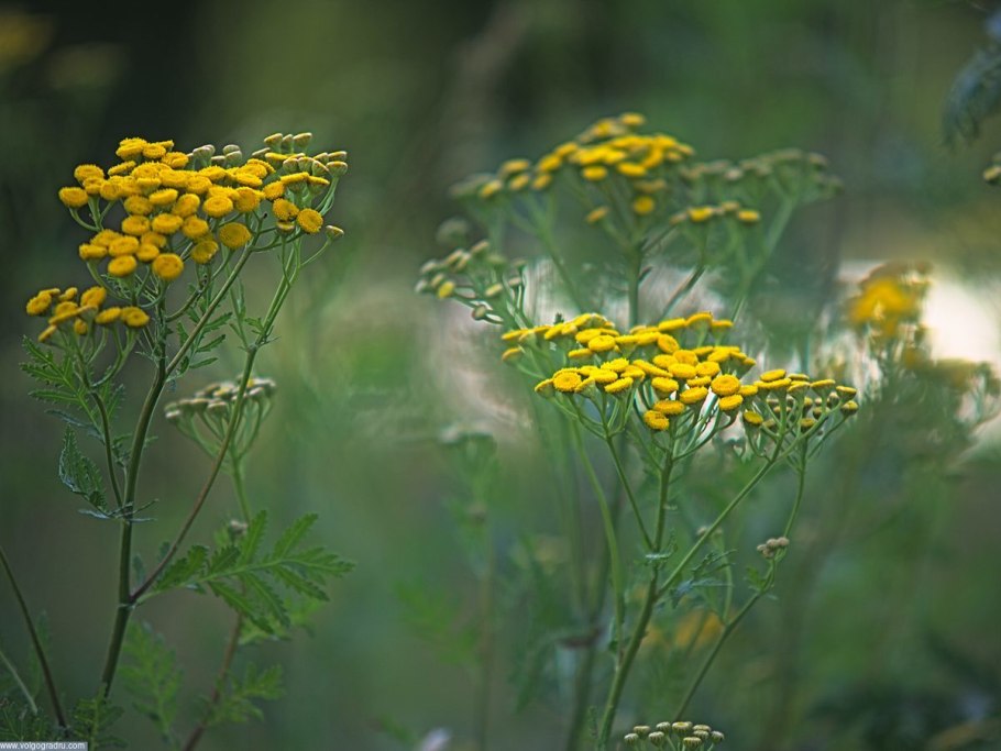 Tanacetum пижма