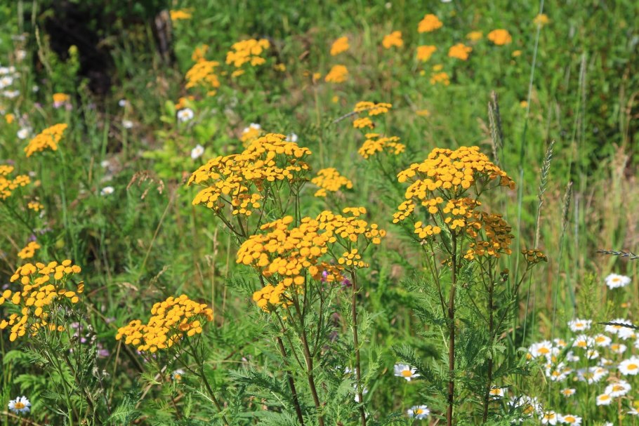 Пижма Нижний Новгород фото