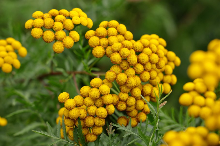 Пижма обыкновенная (Tanacetum vulgaris)