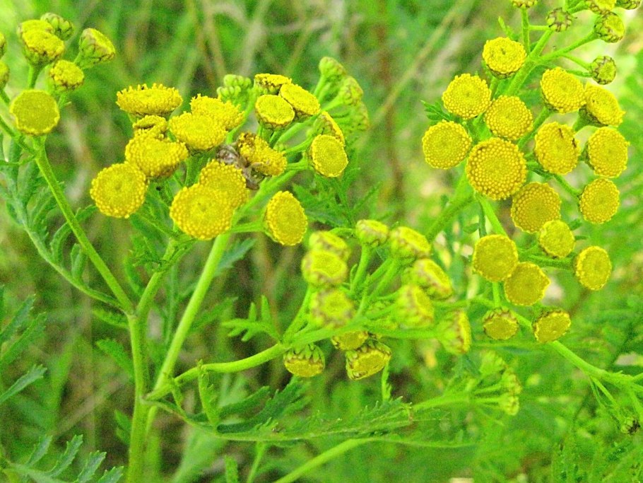 Пижма и одуванчик