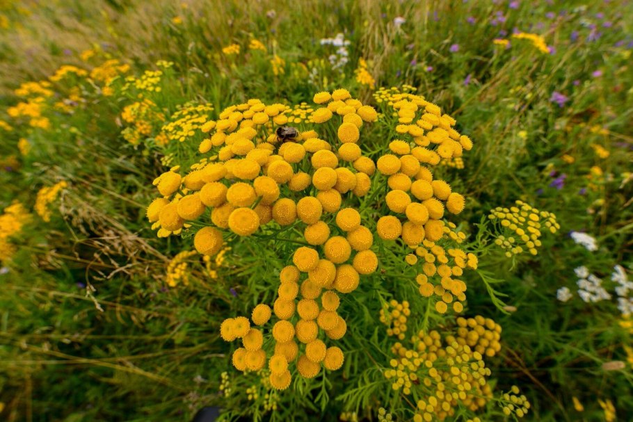 Пижма обыкновенная гербарий