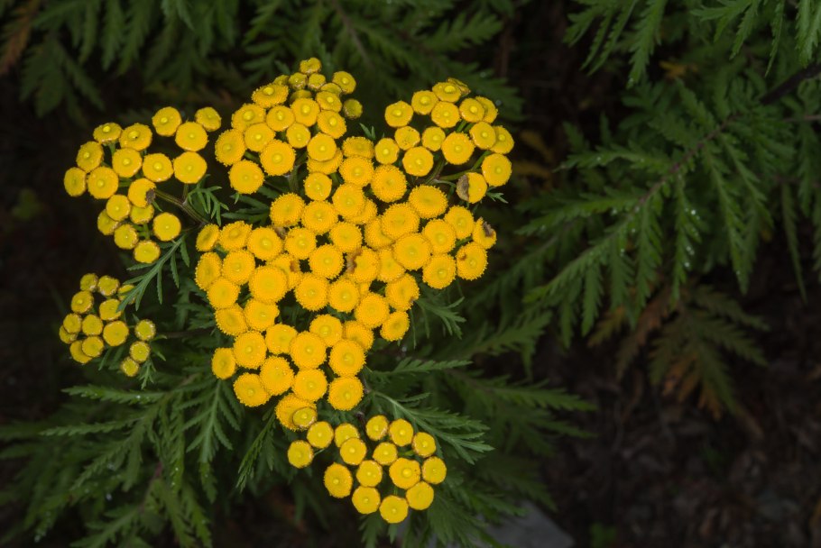 Пижма тысячелистная (Tanacetum millefolium)