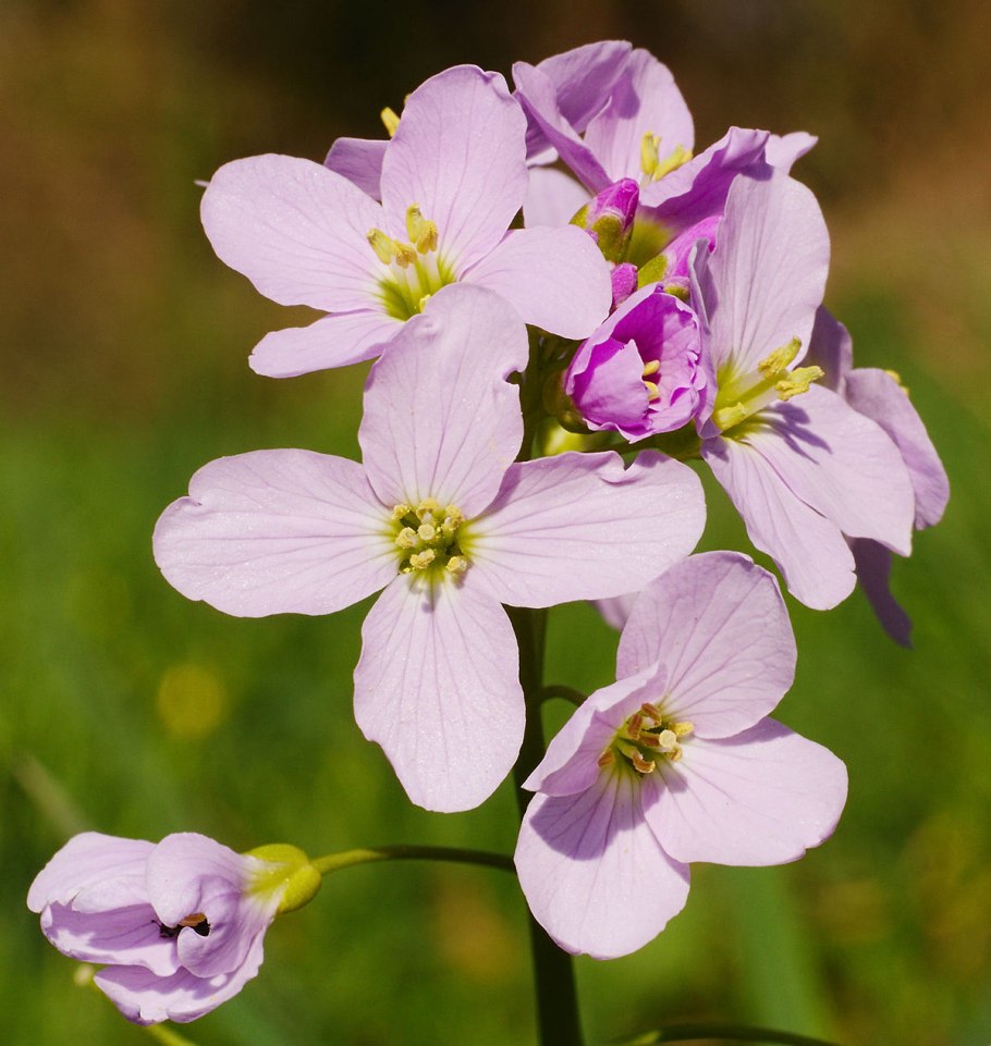 Бурачок горный (Alyssum montanum)