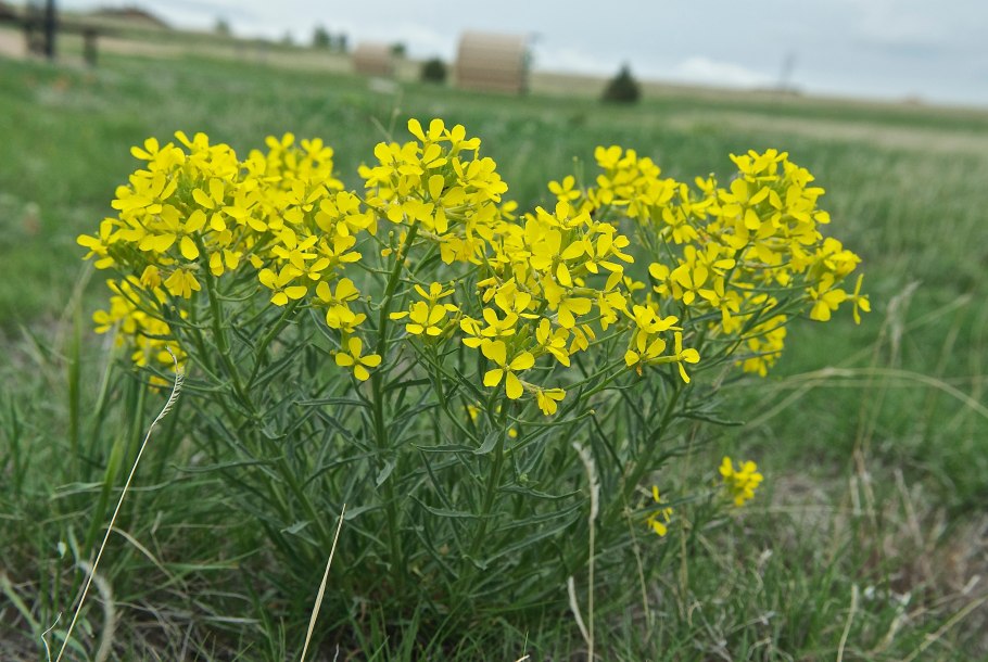 Горчица Полевая сурепка