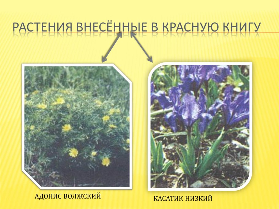 Сердечник Луговой