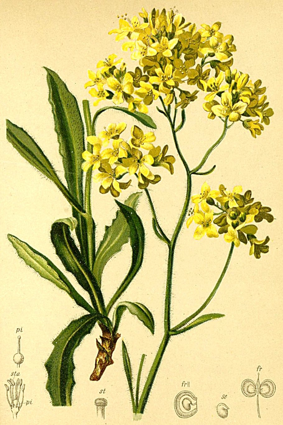 Семейства двудольных растений и однодольных растений таблицам с