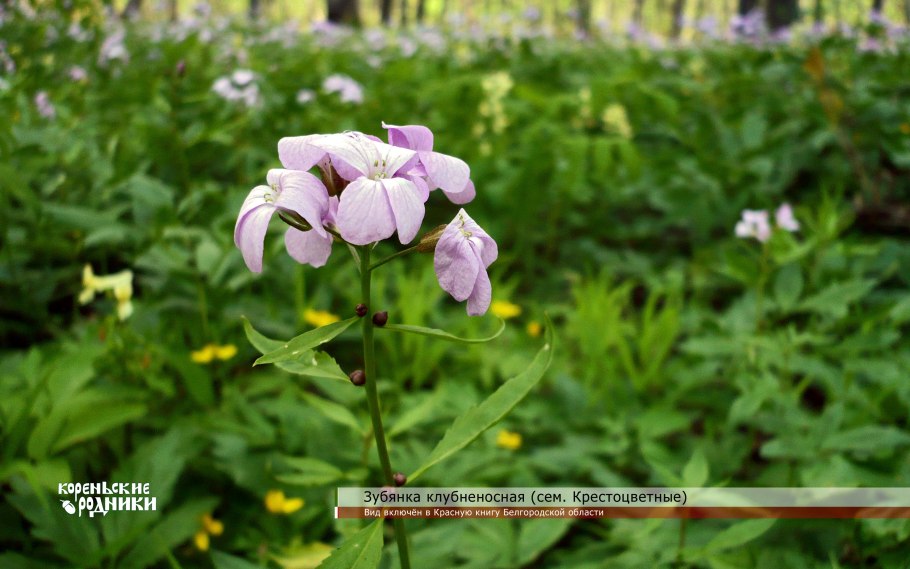 Сирения стручковая
