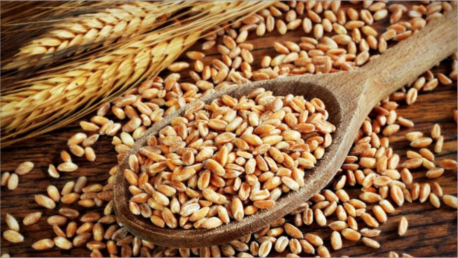 Полба двузернянка