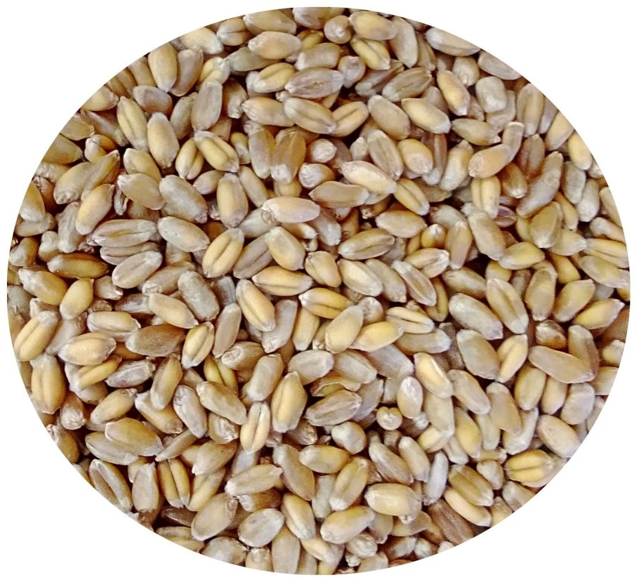 Полба Греммэ