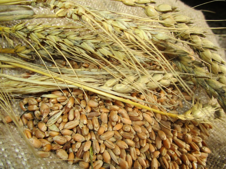 Крупа пшеничная мешок 50кг АГРОСА