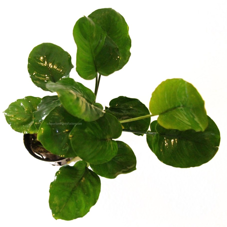 Анубиас круглолистный