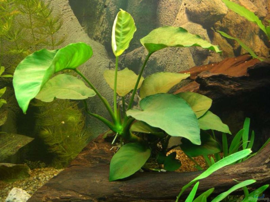 Анубиас Нана карликовый
