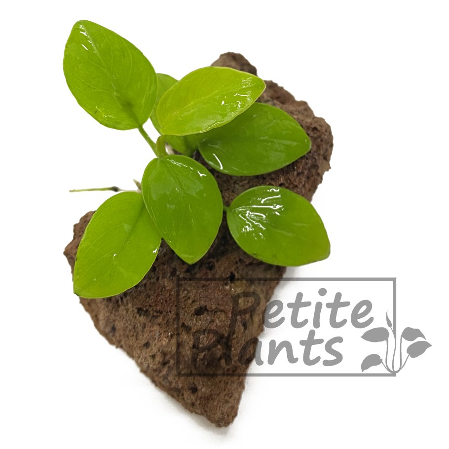 Анубиас круглолистный