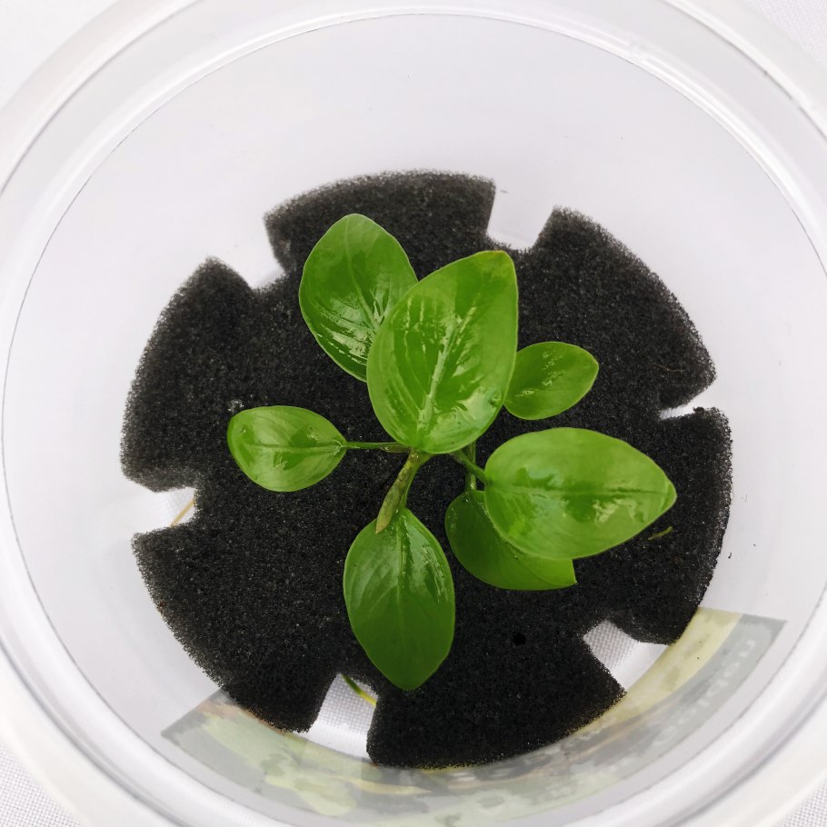 Анубиас бартера Нана