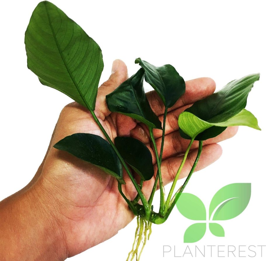 Анубиас бартера круглолистный