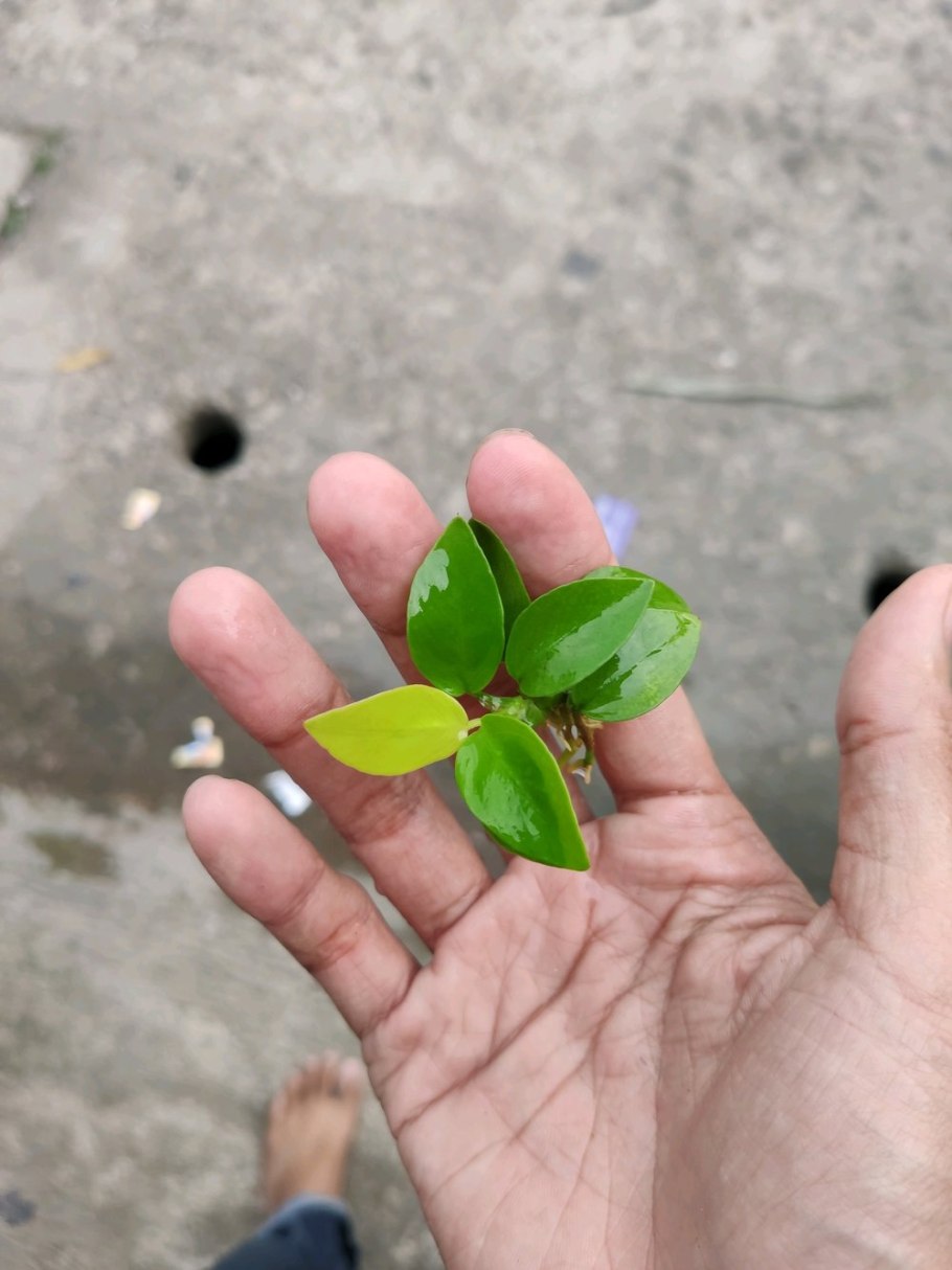 Анубиас Gold Heart