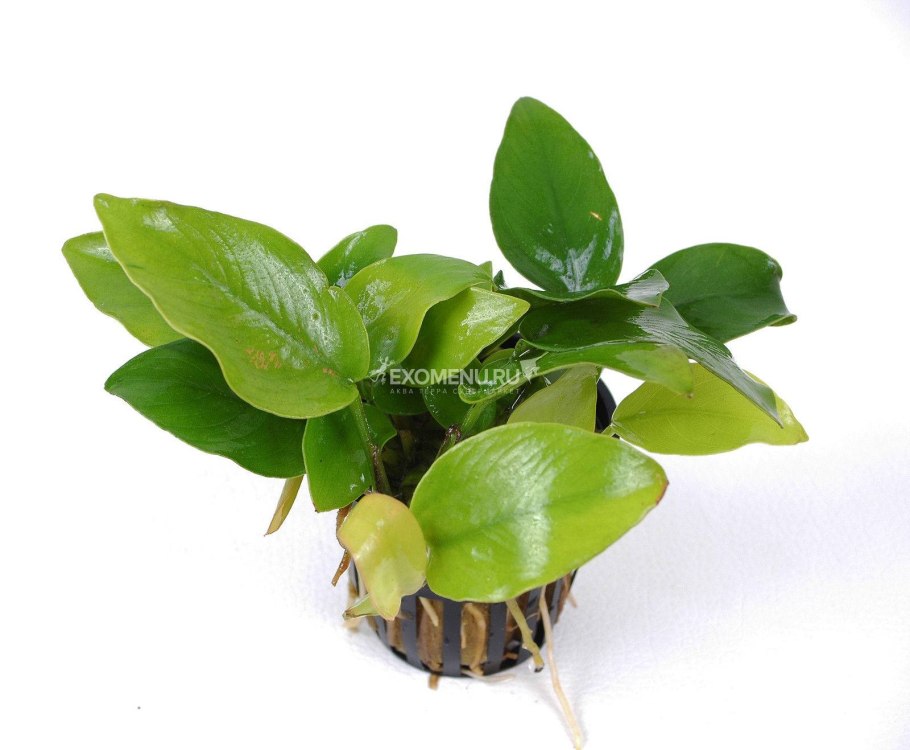 Анубиас Глабра