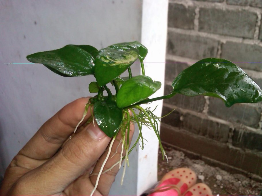Anubias barteri var.Nana «variegated»