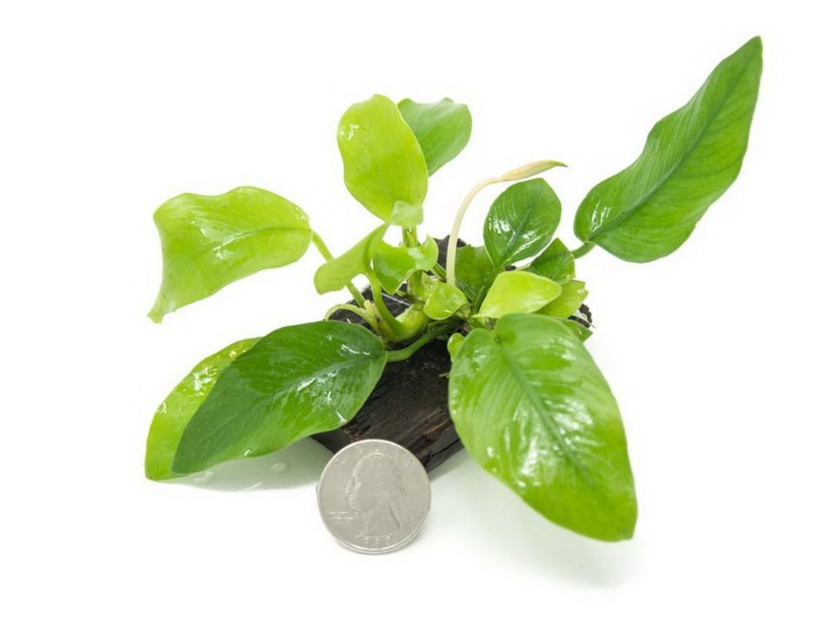 Анубиас Нана Голден