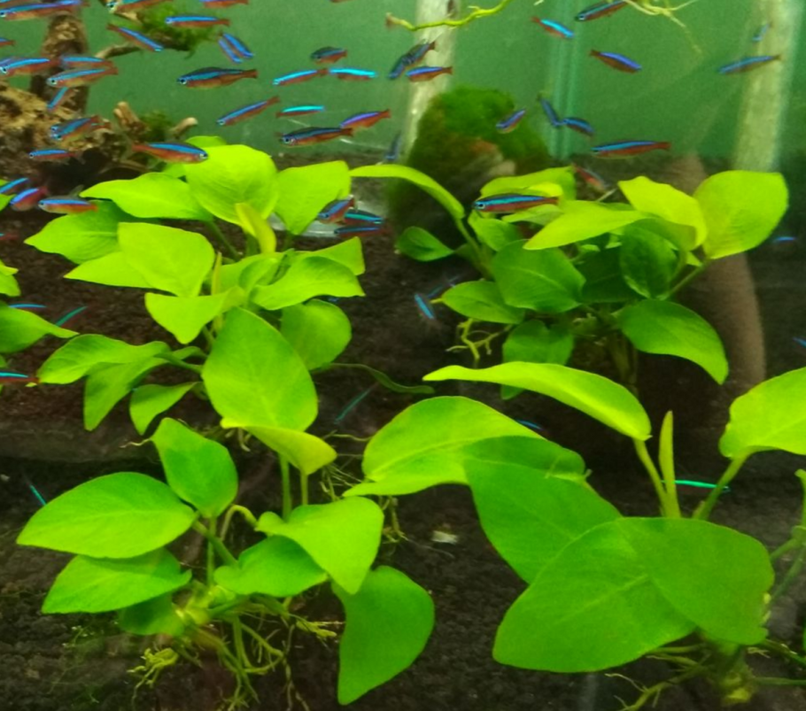 Анубиас Вариегата
