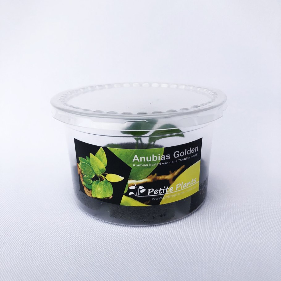 Анубиас Nana Coin Leaf