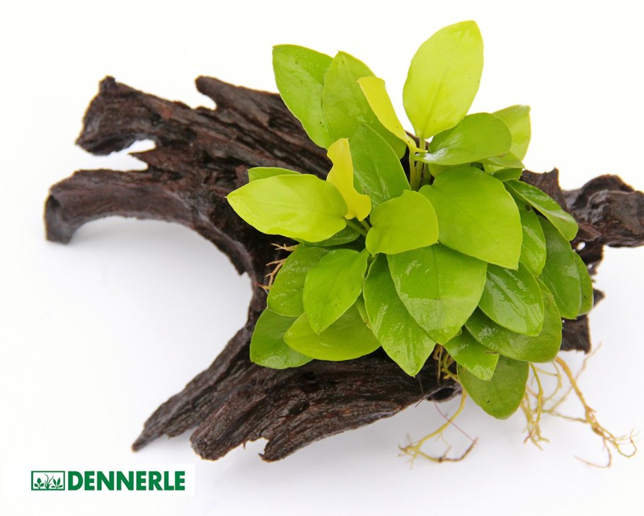 Анубиас Гилетти