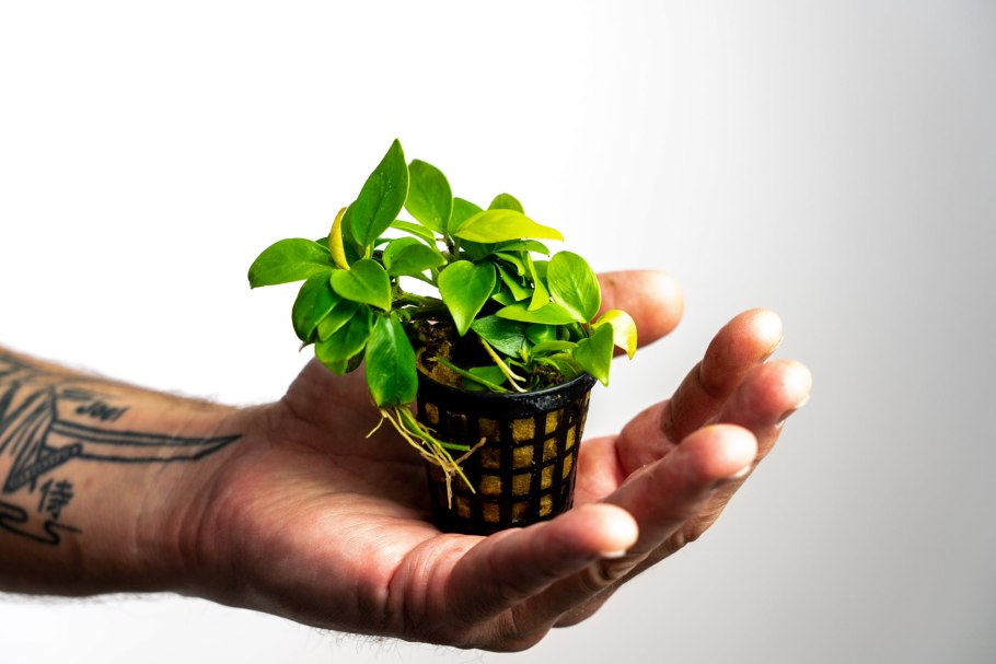 Анубиас бартера Нана Голден