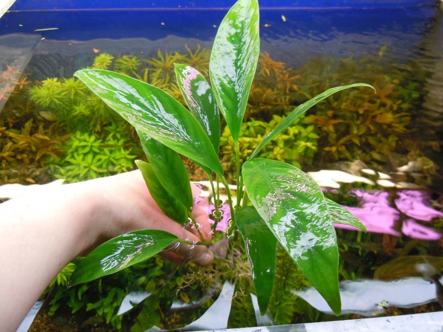 Анубиас ланцетный Ангустифолия