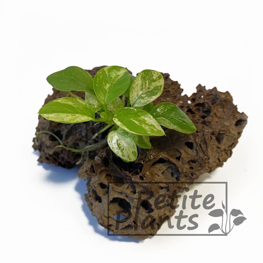 Анубиас Нана Голден