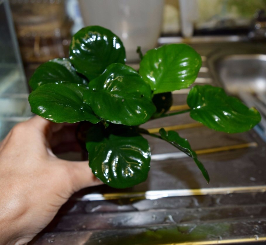Анубиас nana coin leaf
