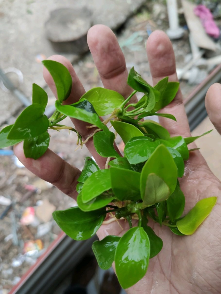 Анубиас нана мини