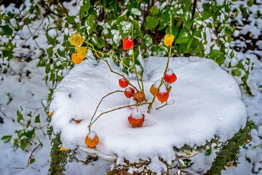 Зимний цветник