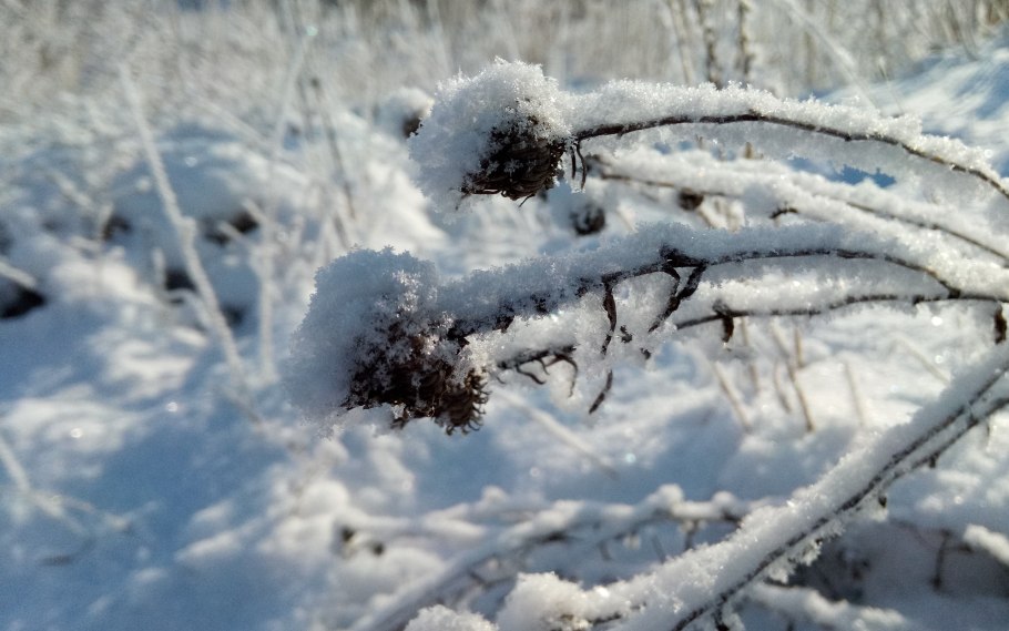 Жизнь растений зимой