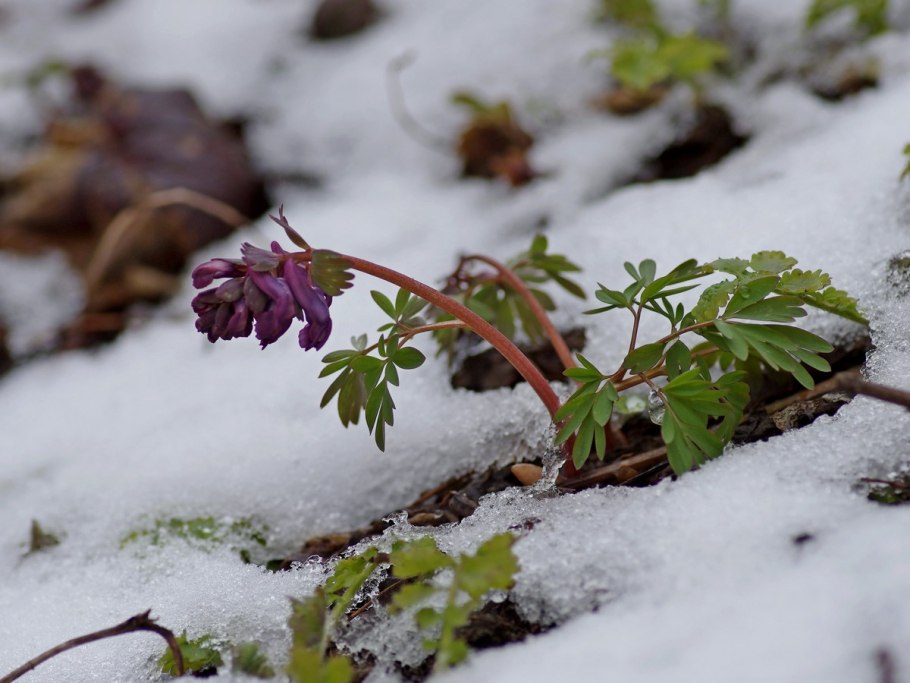 Хохлатка в снегу