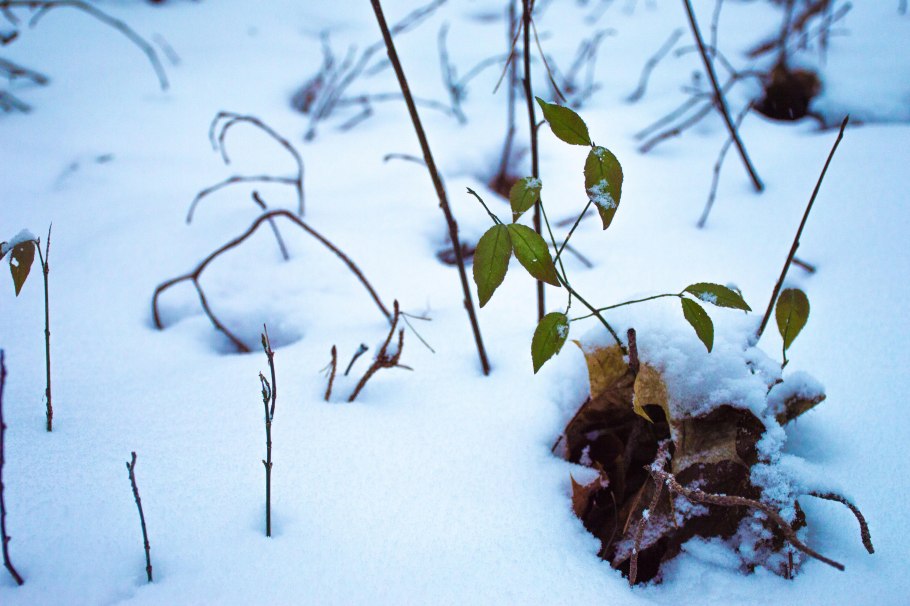 Растения зимующие под снегом