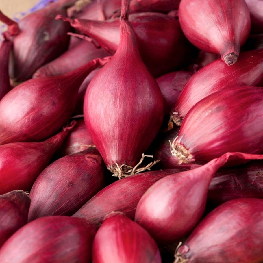 Лук севок ред Семко