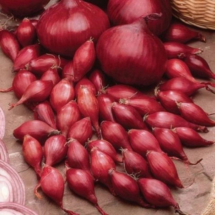 Лук-севок ред Кармен