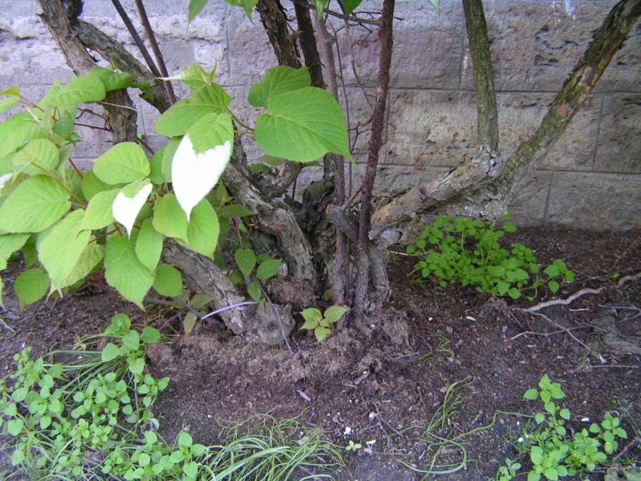 Актинидия аргута на шпалере