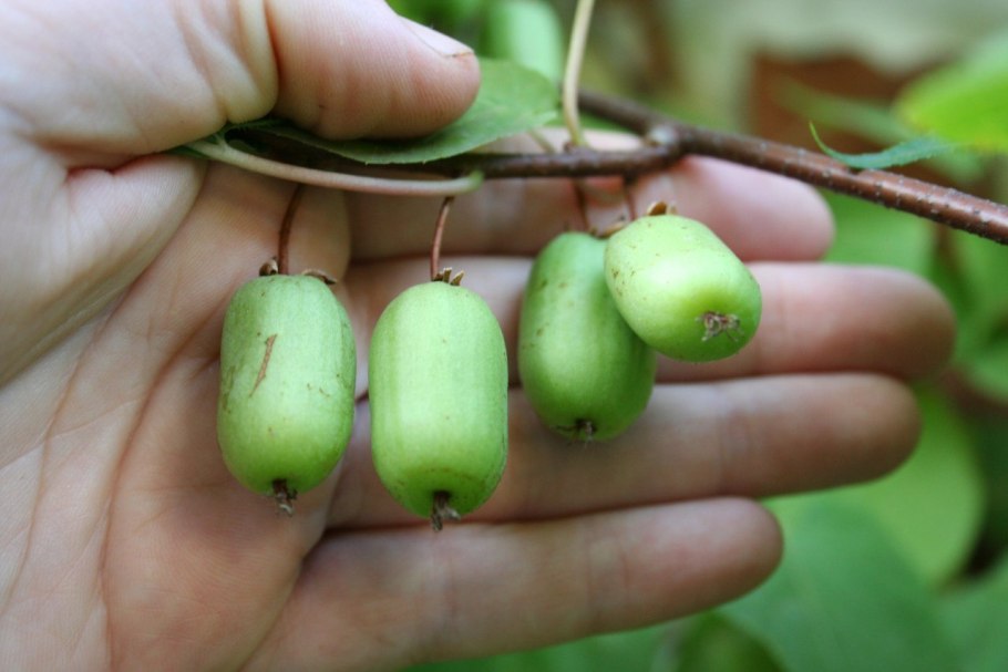 Актинидия коломикта Лиана