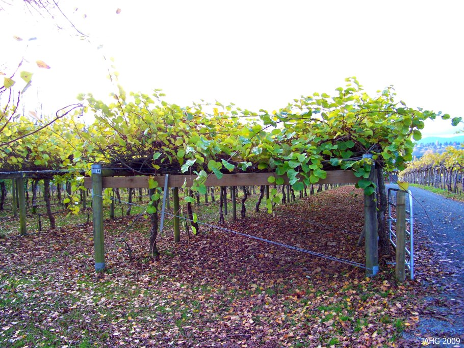 Шпалера для актинидии коломикта