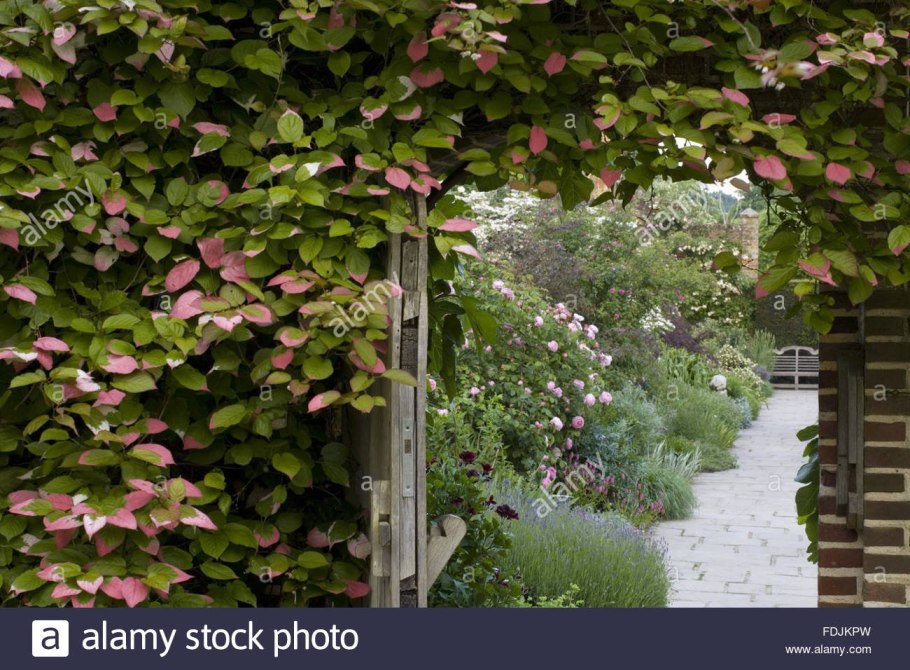 Актинидия коломикта (Actinidia kolomikta)