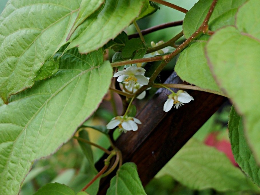 Актинидия Дальневосточная