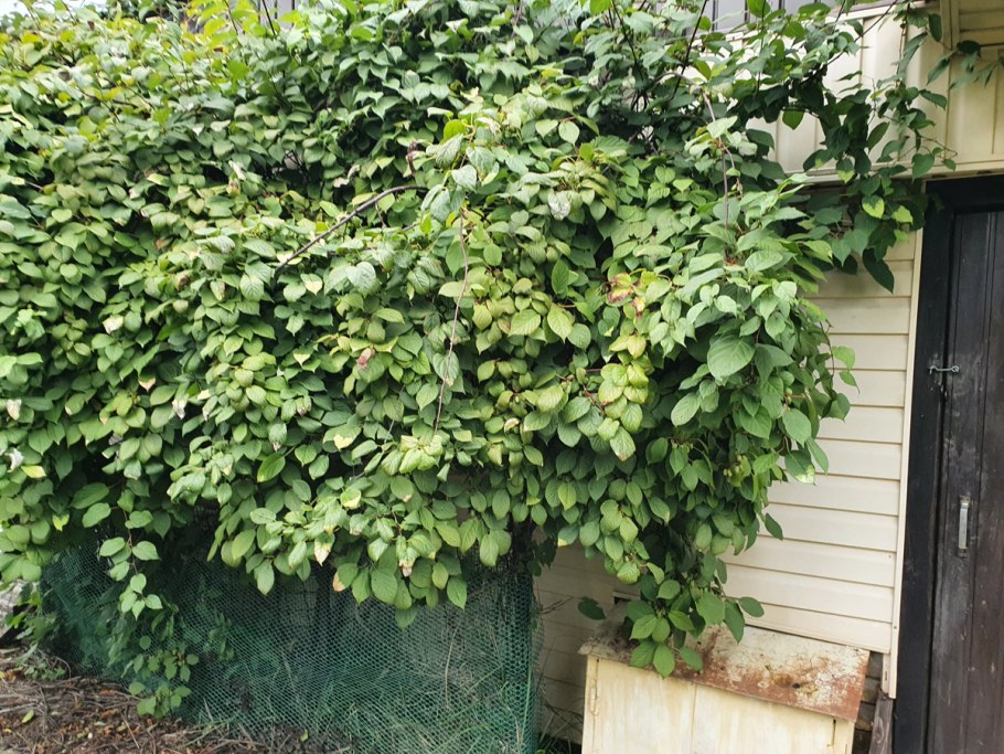 Шпалера для актинидии коломикта