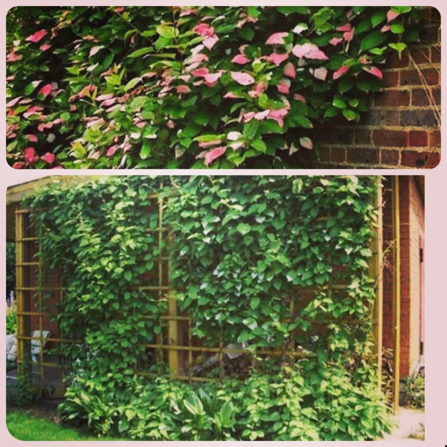 Лиана киви актинидия