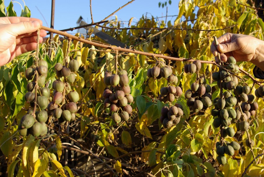 Актинидия коломикта