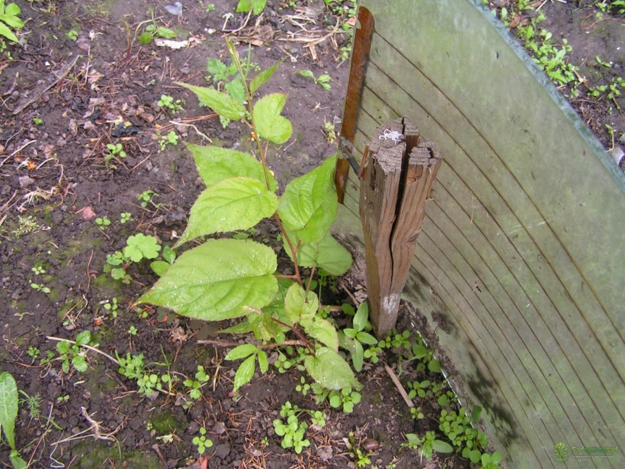 Актинидия аргута