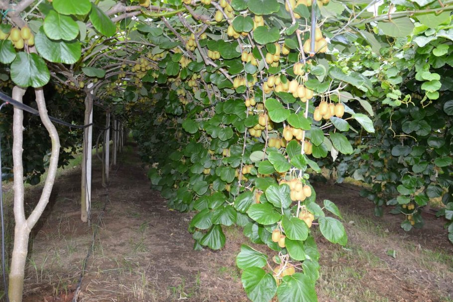 Актинидия сорта изгородь