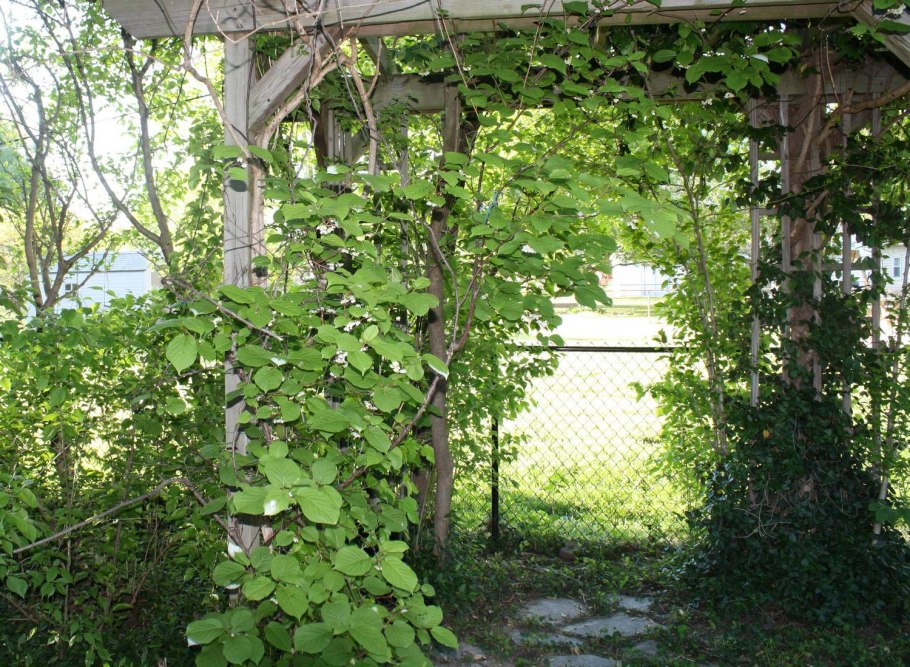 Пергола для актинидии