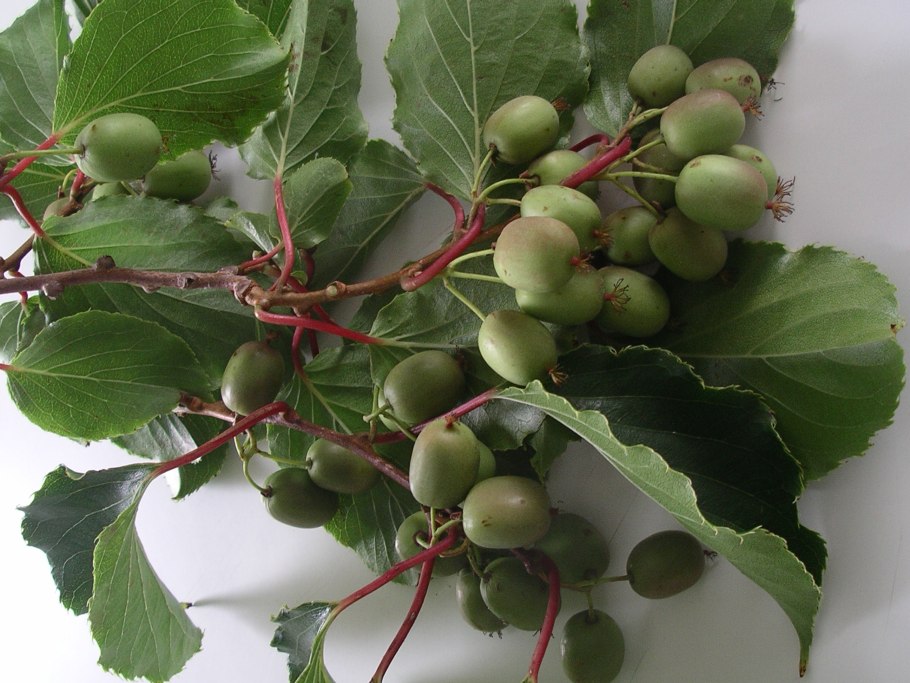 Голубика отводками