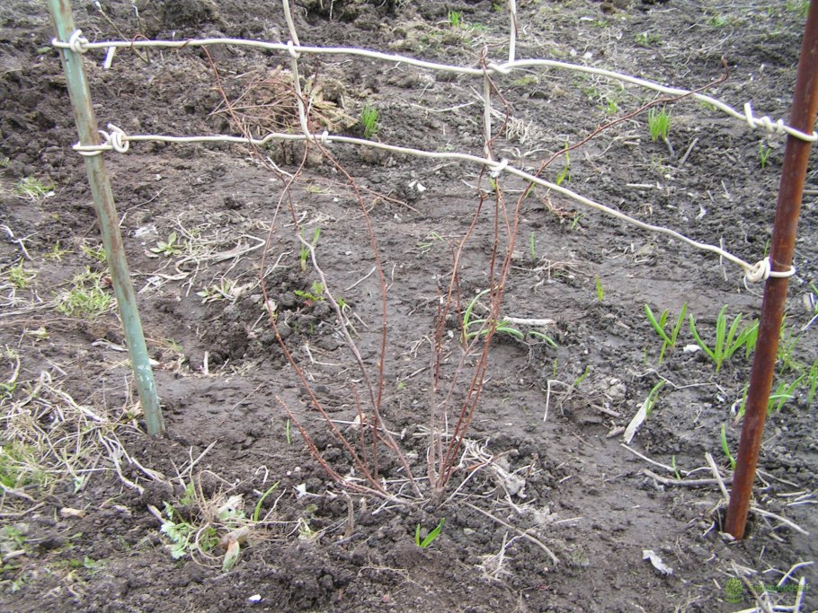 Актинидия Сентябрьская